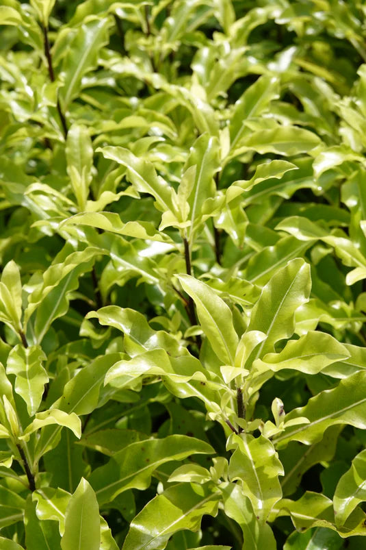Lemonwood Tarata (Pittosporum eugenioides)