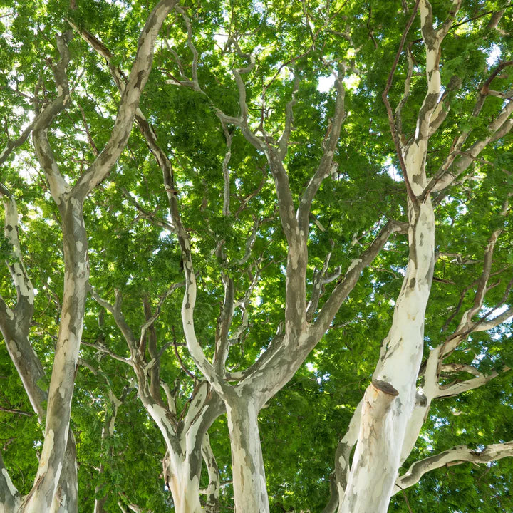 Leopard Tree (Caesalpinia ferrea)