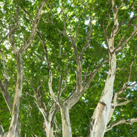 Leopard Tree (Caesalpinia ferrea)