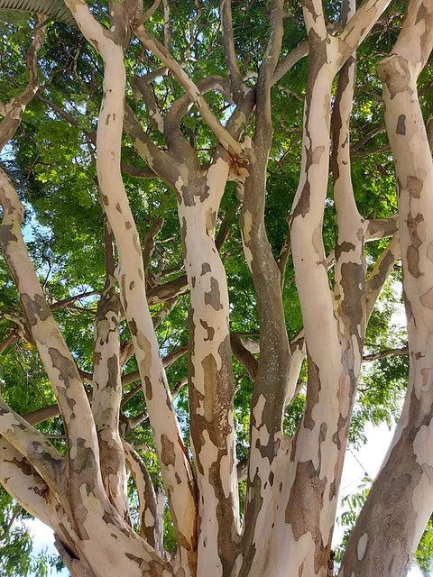 Leopard Tree (Caesalpinia ferrea)