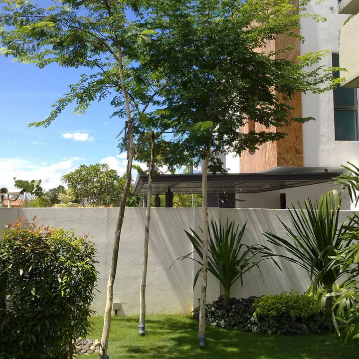 Leopard Tree (Caesalpinia ferrea)