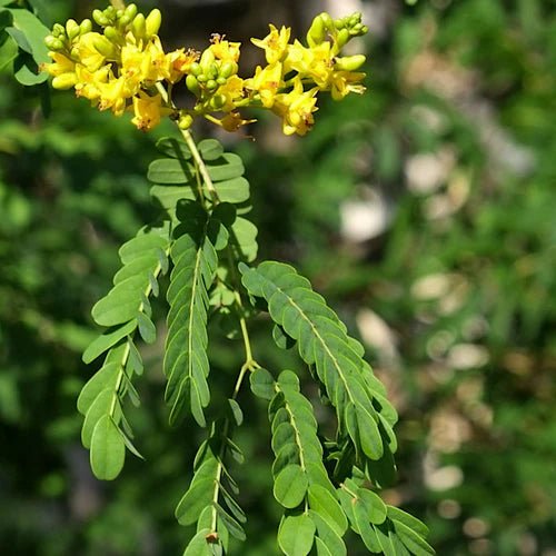 Leopard Tree (Caesalpinia ferrea) - Ladybird Nursery