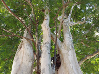 Leopard Tree (Caesalpinia ferrea)