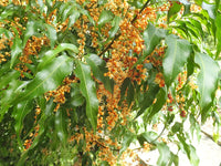 Lepiderema (Lepiderema pulchella)