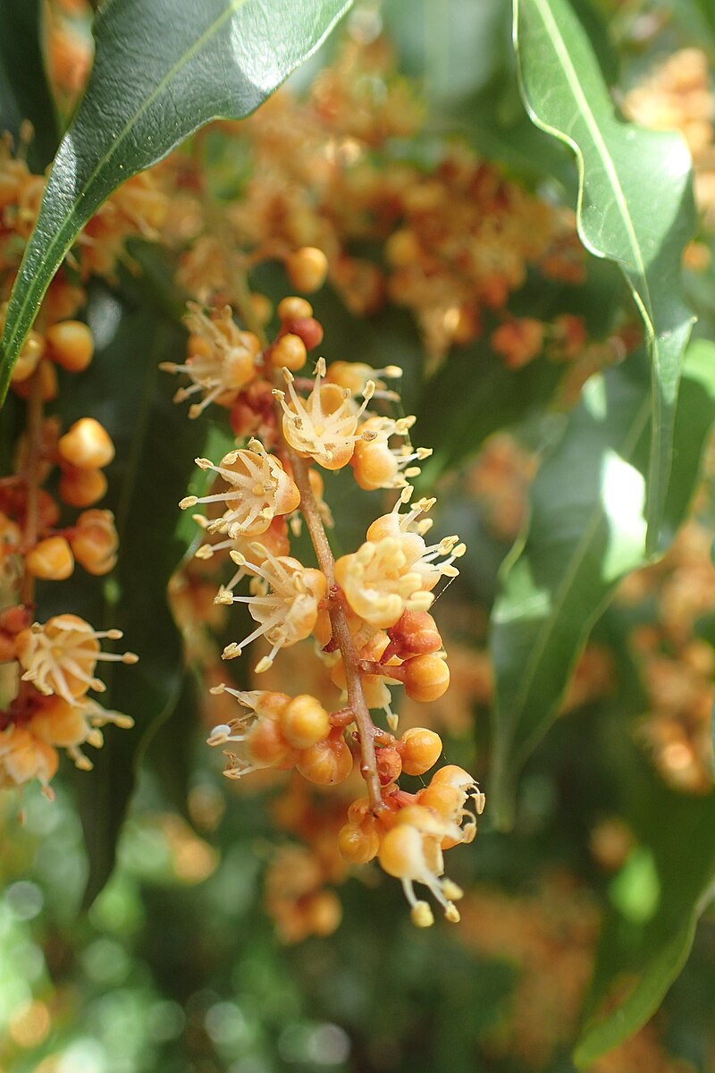 Lepiderema (Lepiderema pulchella)