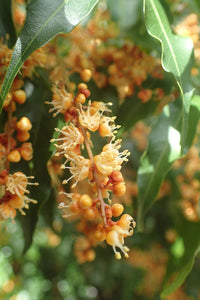 Lepiderema (Lepiderema pulchella) - Ladybird Nursery