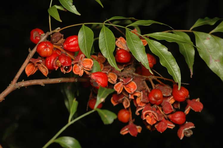 Lepiderema (Lepiderema pulchella)