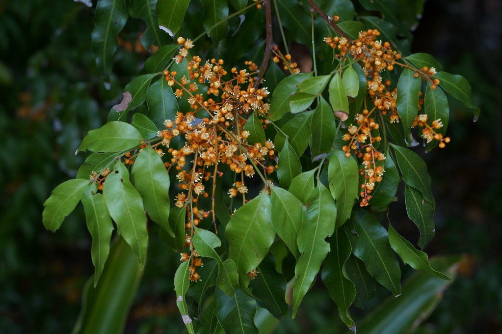 Lepiderema (Lepiderema pulchella)