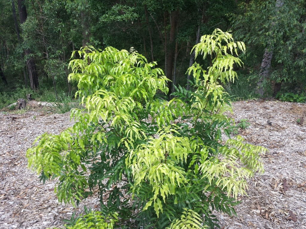 Lepiderema (Lepiderema pulchella)