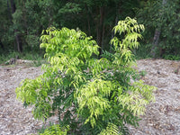 Lepiderema (Lepiderema pulchella)