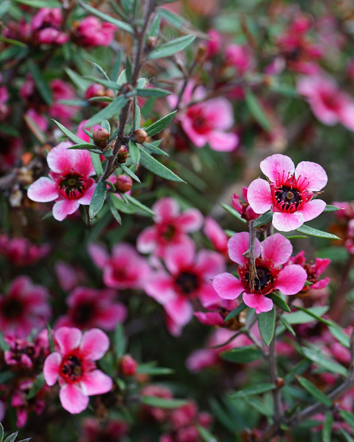 Leptospermum Alicia Rose - Ladybird Nursery