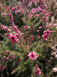 Leptospermum Alicia Rose - Ladybird Nursery