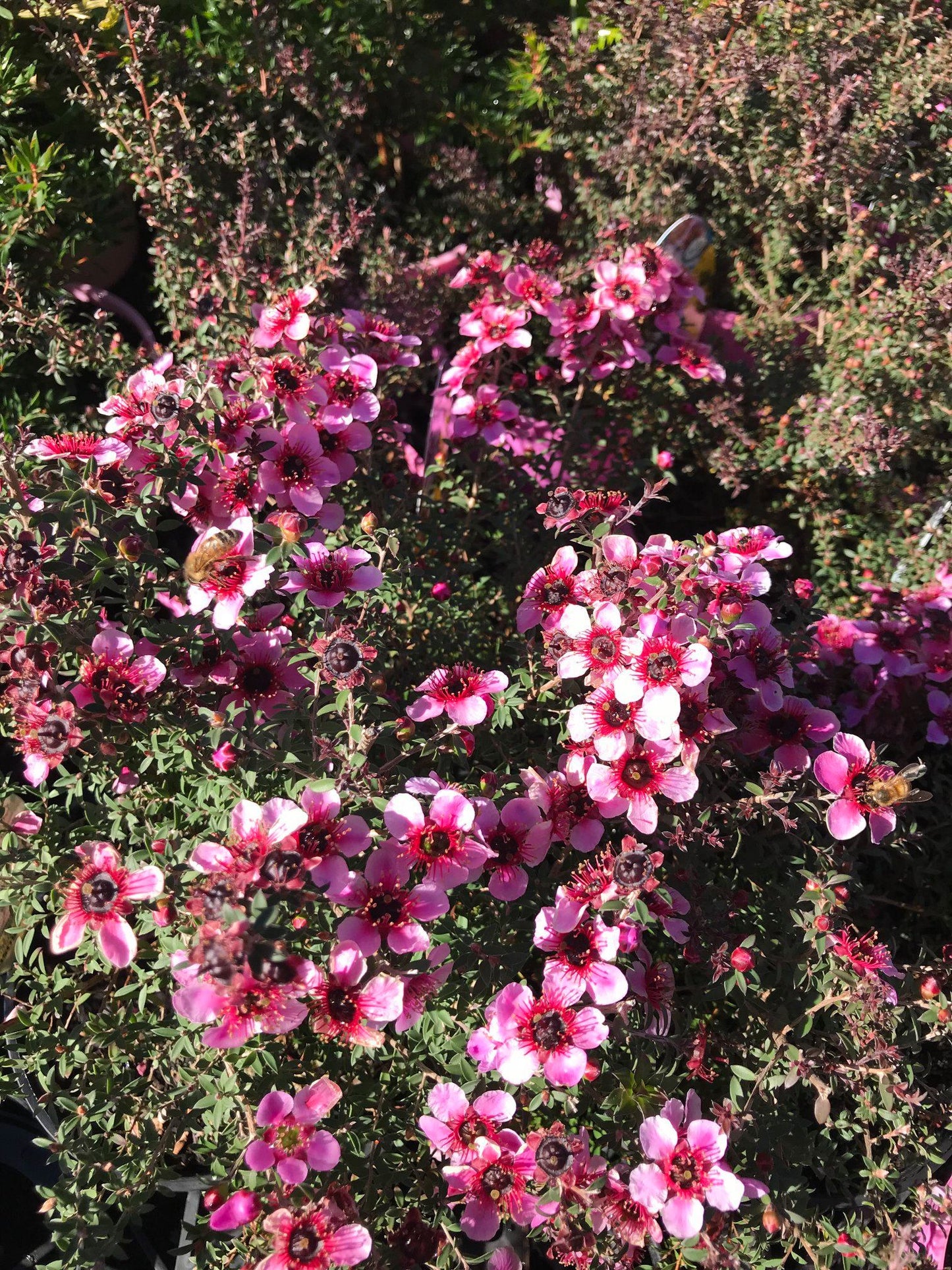 Leptospermum Alicia Rose