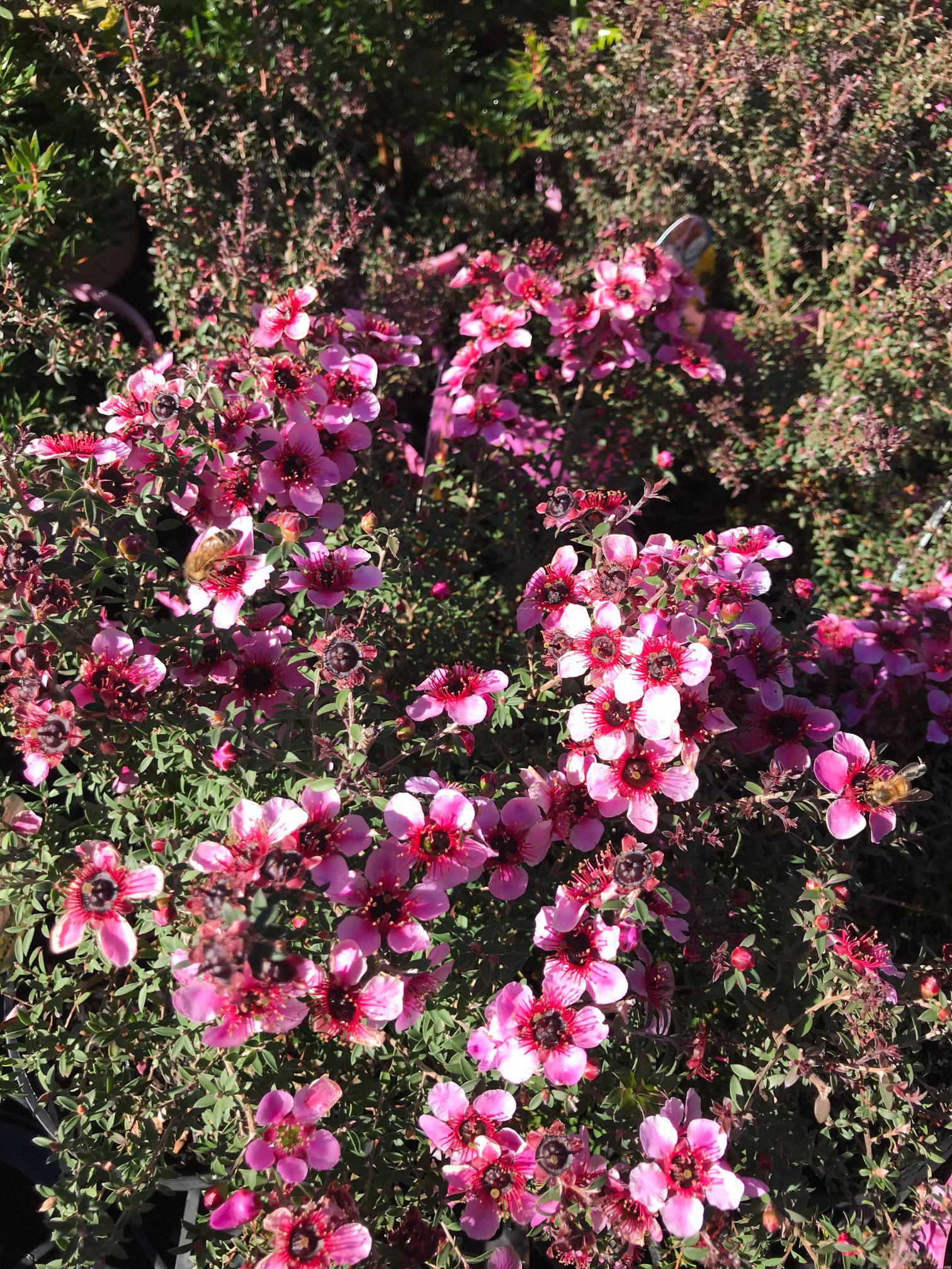 Leptospermum Alicia Rose