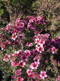 Leptospermum Alicia Rose