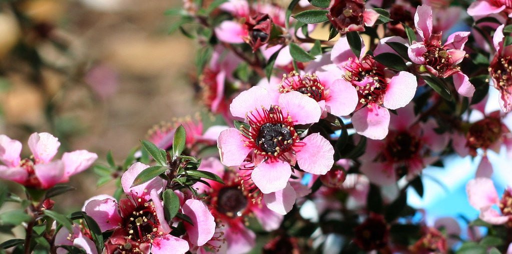 Leptospermum Alicia Rose - Ladybird Nursery