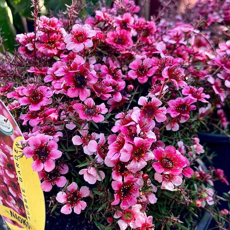 Leptospermum Alicia Rose