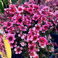 Leptospermum Alicia Rose - Ladybird Nursery