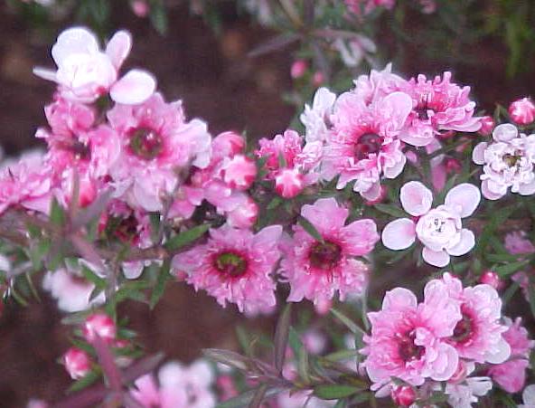 Leptospermum Ballerina (Leptospermum scoparium) - Ladybird Nursery