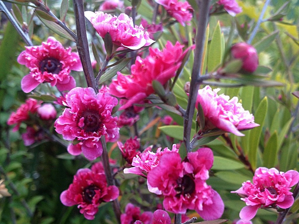 Leptospermum Ballerina (Leptospermum scoparium) - Ladybird Nursery