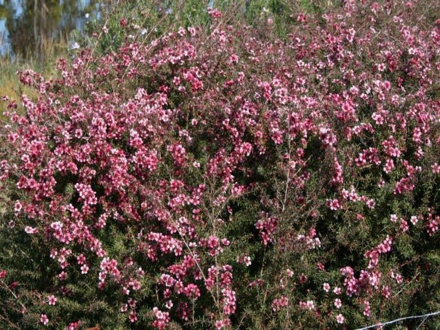 Leptospermum Ballerina (Leptospermum scoparium) - Ladybird Nursery