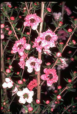 Leptospermum Ballerina (Leptospermum scoparium)