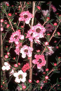 Leptospermum Ballerina (Leptospermum scoparium)