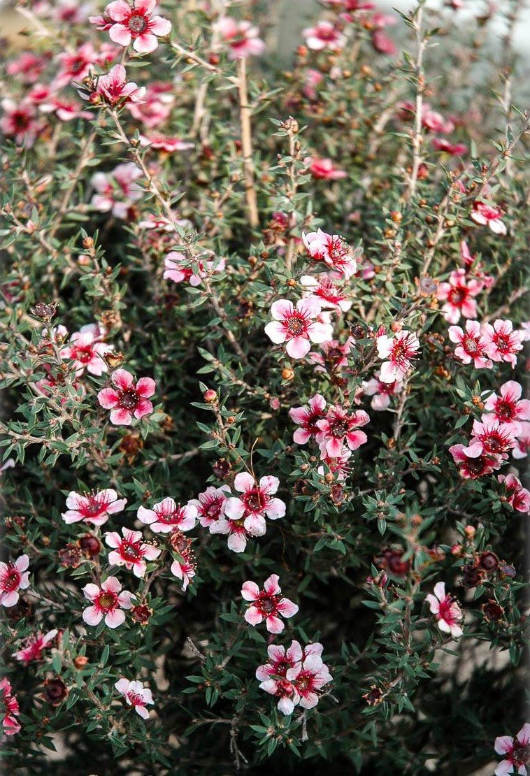 Leptospermum Ballerina (Leptospermum scoparium) - Ladybird Nursery