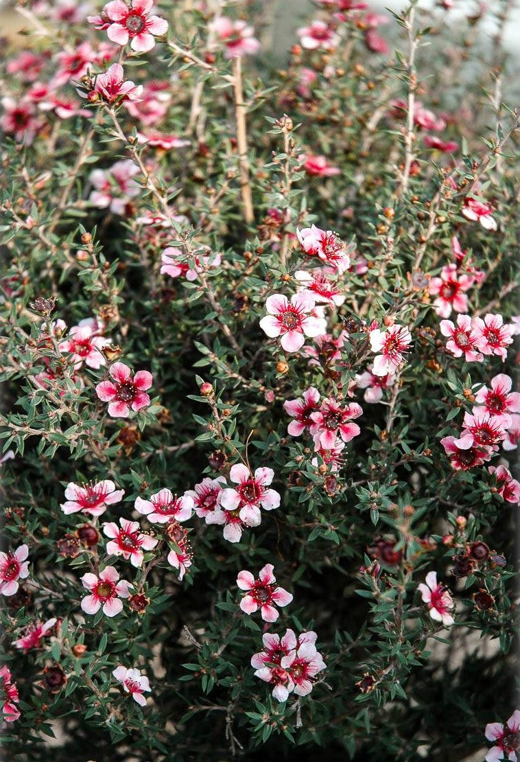 Leptospermum Ballerina (Leptospermum scoparium)