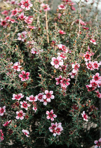 Leptospermum Ballerina (Leptospermum scoparium)