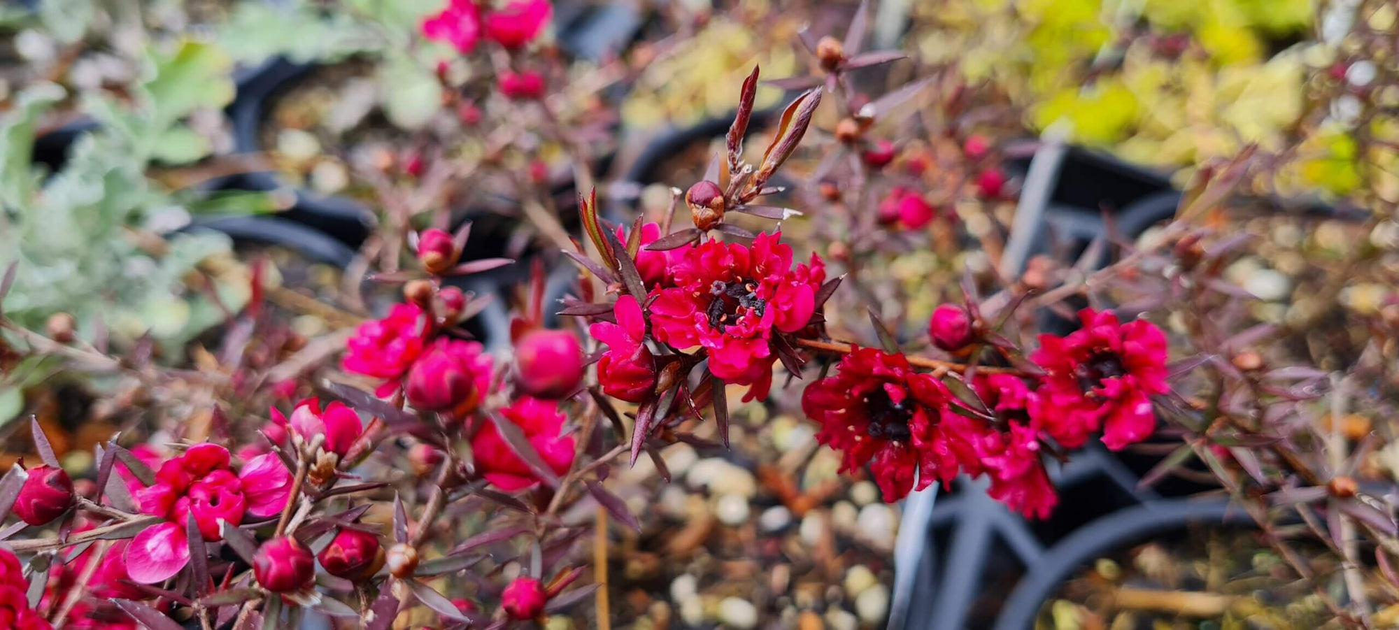 Leptospermum Burgundy (Leptospermum morrisonii) - Ladybird Nursery