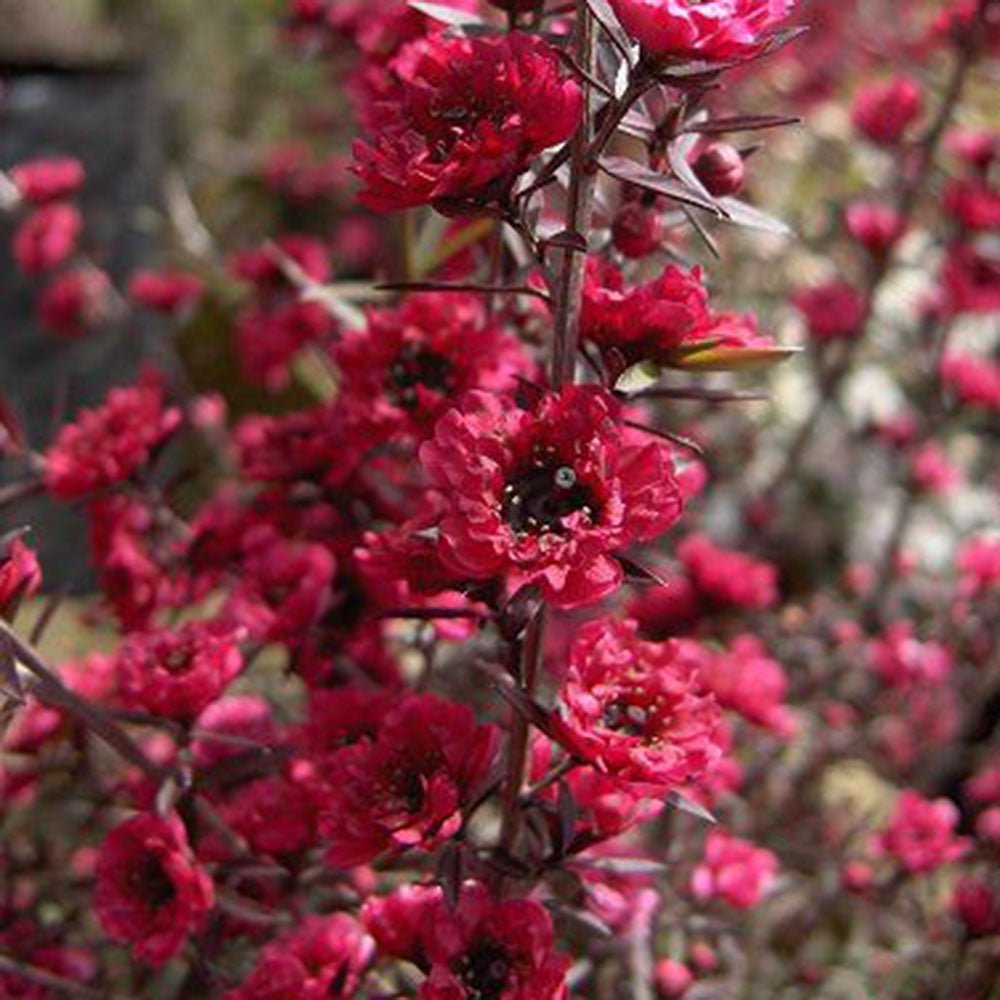 Leptospermum Burgundy (Leptospermum morrisonii) - Ladybird Nursery