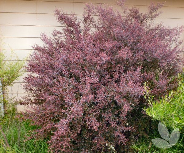 Leptospermum Burgundy (Leptospermum morrisonii) - Ladybird Nursery