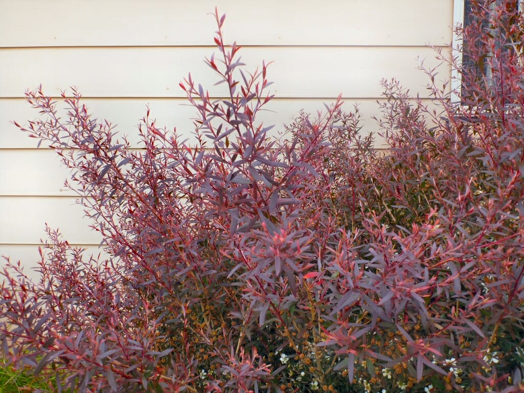 Leptospermum Burgundy (Leptospermum morrisonii) - Ladybird Nursery