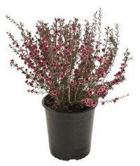 Leptospermum Burgundy (Leptospermum morrisonii)