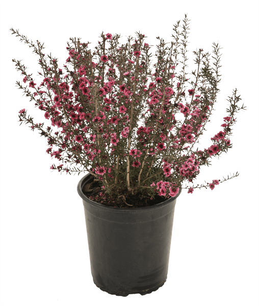 Leptospermum Burgundy (Leptospermum morrisonii) - Ladybird Nursery