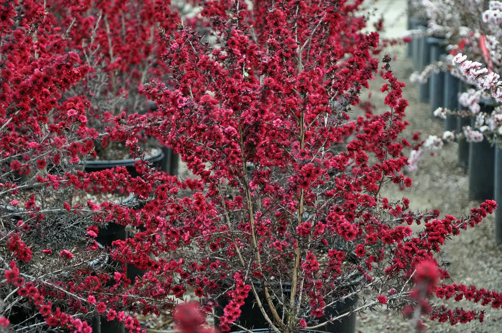 Leptospermum Burgundy Queen (Leptospermum scoparium)