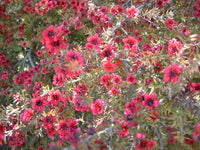 Leptospermum Burgundy Queen (Leptospermum scoparium) - Ladybird Nursery