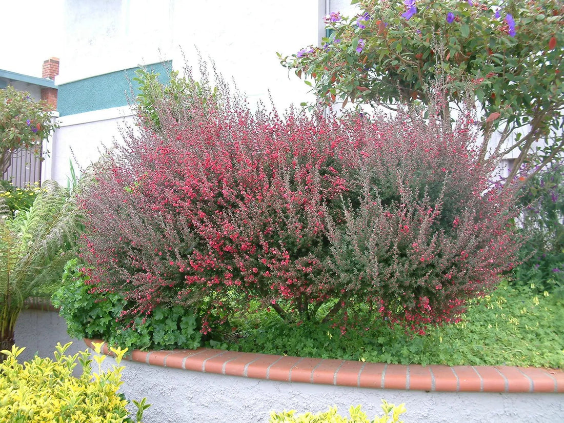 Leptospermum Burgundy Queen (Leptospermum scoparium) - Ladybird Nursery