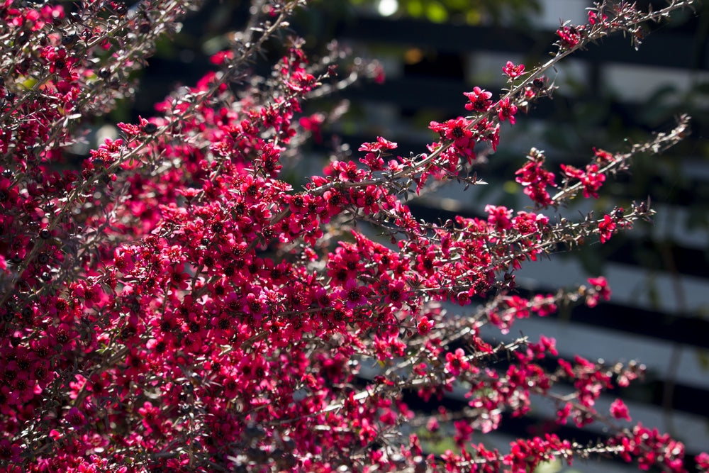 Leptospermum Burgundy Queen (Leptospermum scoparium)