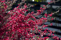 Leptospermum Burgundy Queen (Leptospermum scoparium)