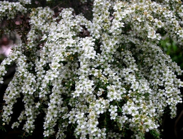 Leptospermum Cardwell (Leptospermum flavescens)