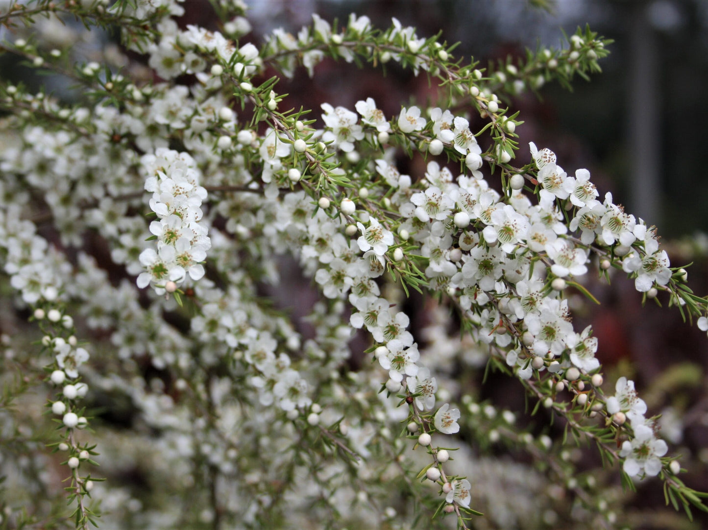 Leptospermum Cardwell (Leptospermum flavescens)