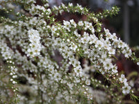 Leptospermum Cardwell (Leptospermum flavescens)