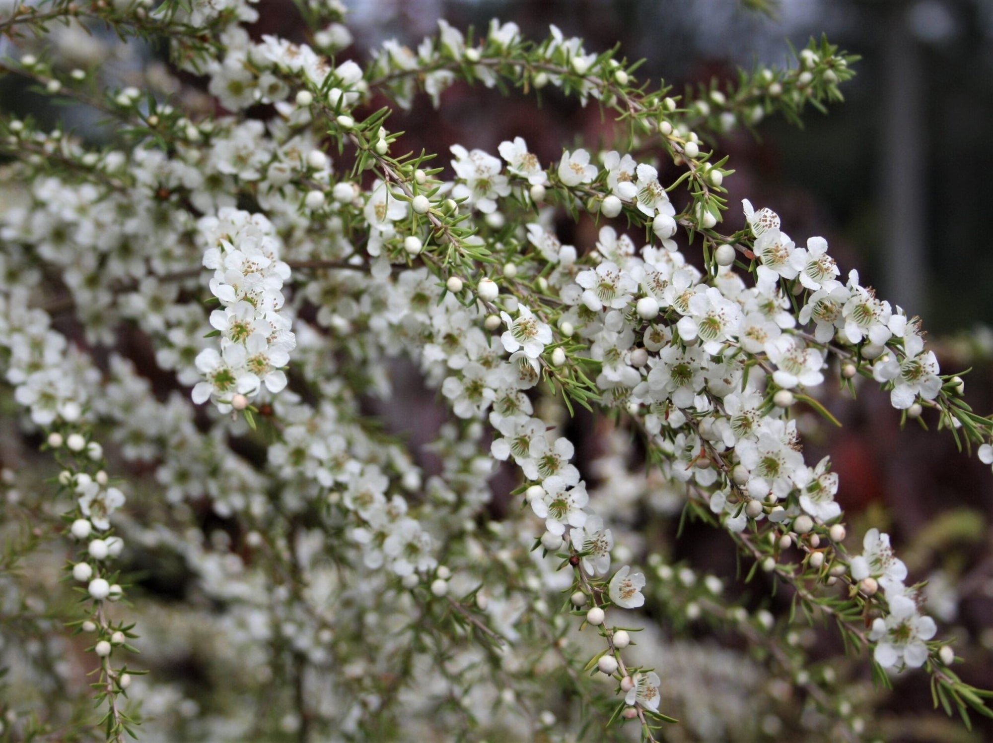 Leptospermum Cardwell (Leptospermum flavescens) - Ladybird Nursery