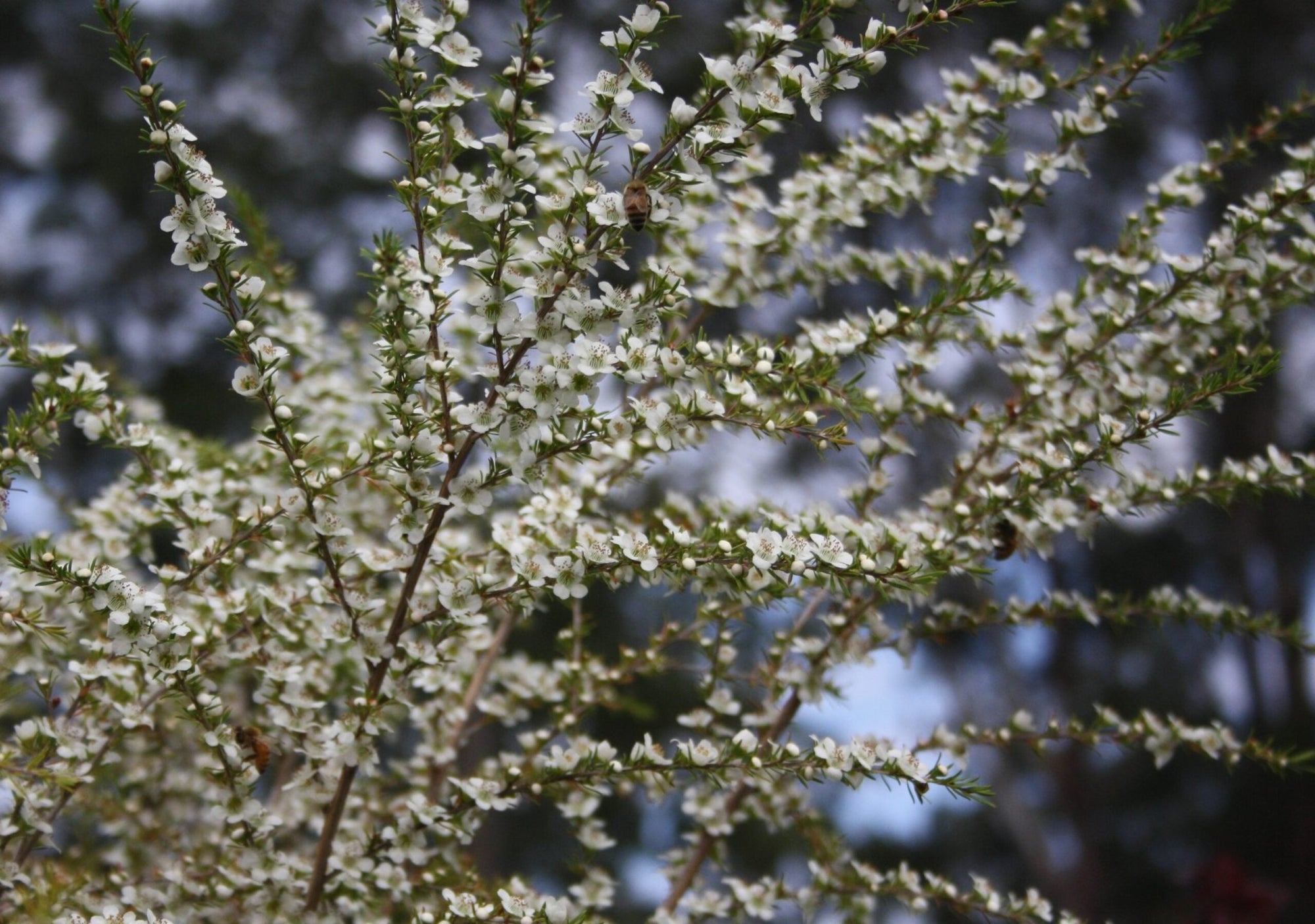 Leptospermum Cardwell (Leptospermum flavescens) - Ladybird Nursery