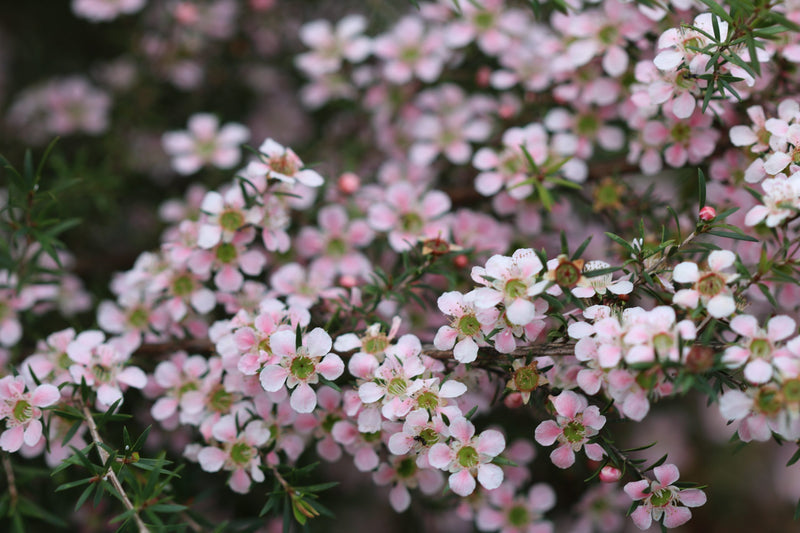 Leptospermum Cardwell Pink (Leptospermum flavescens)