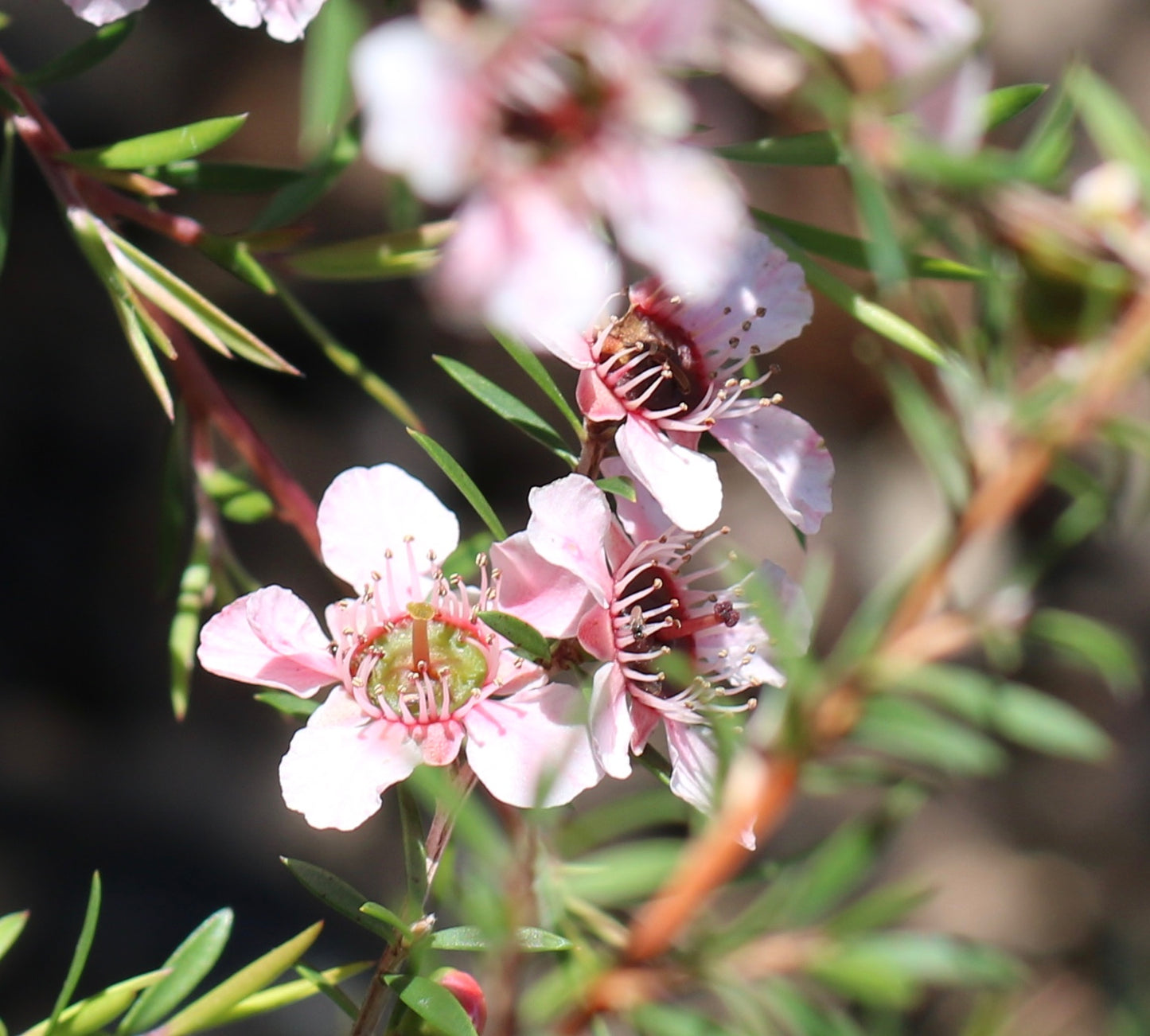 Leptospermum Cardwell Pink (Leptospermum flavescens)