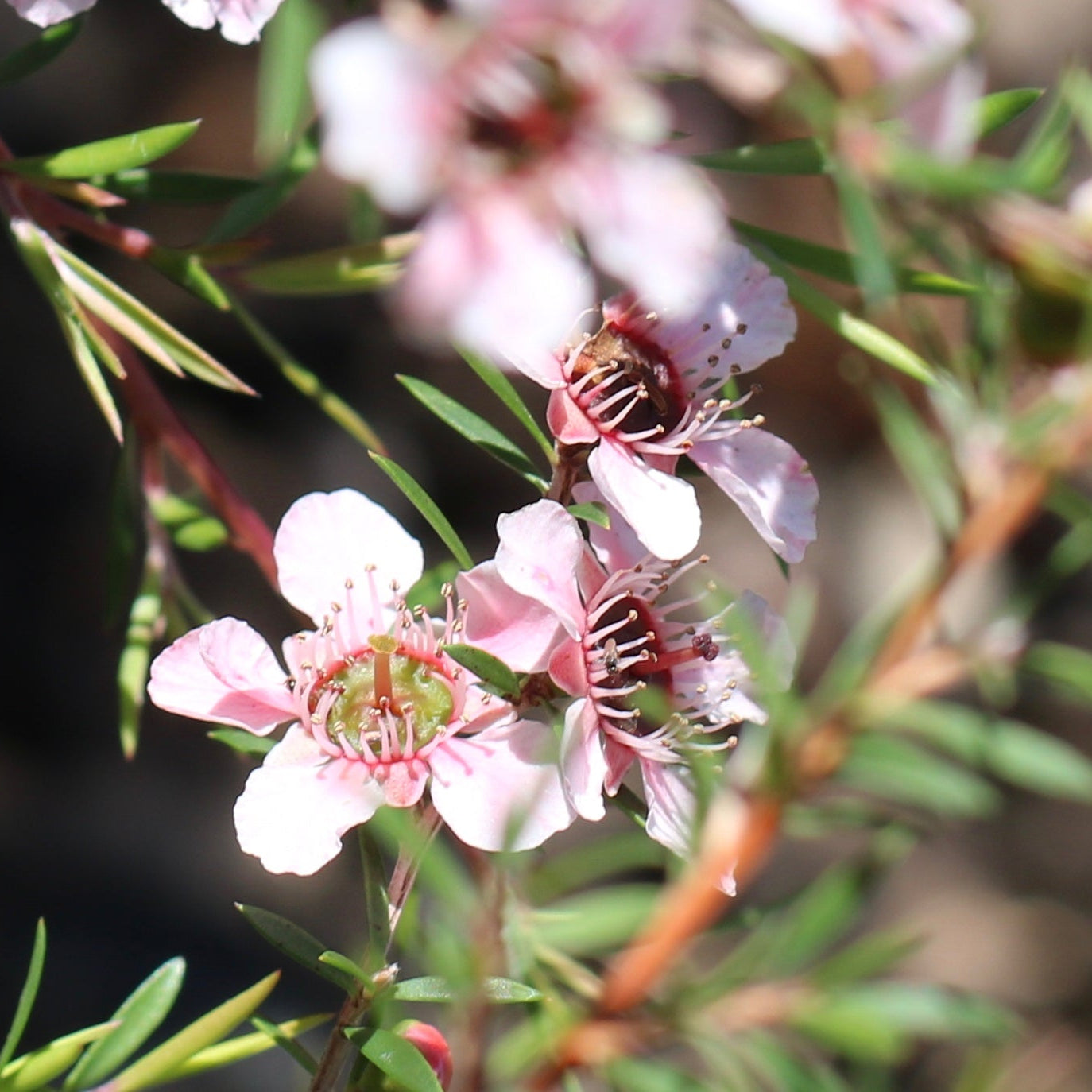 Leptospermum Cardwell Pink (Leptospermum flavescens) - Ladybird Nursery