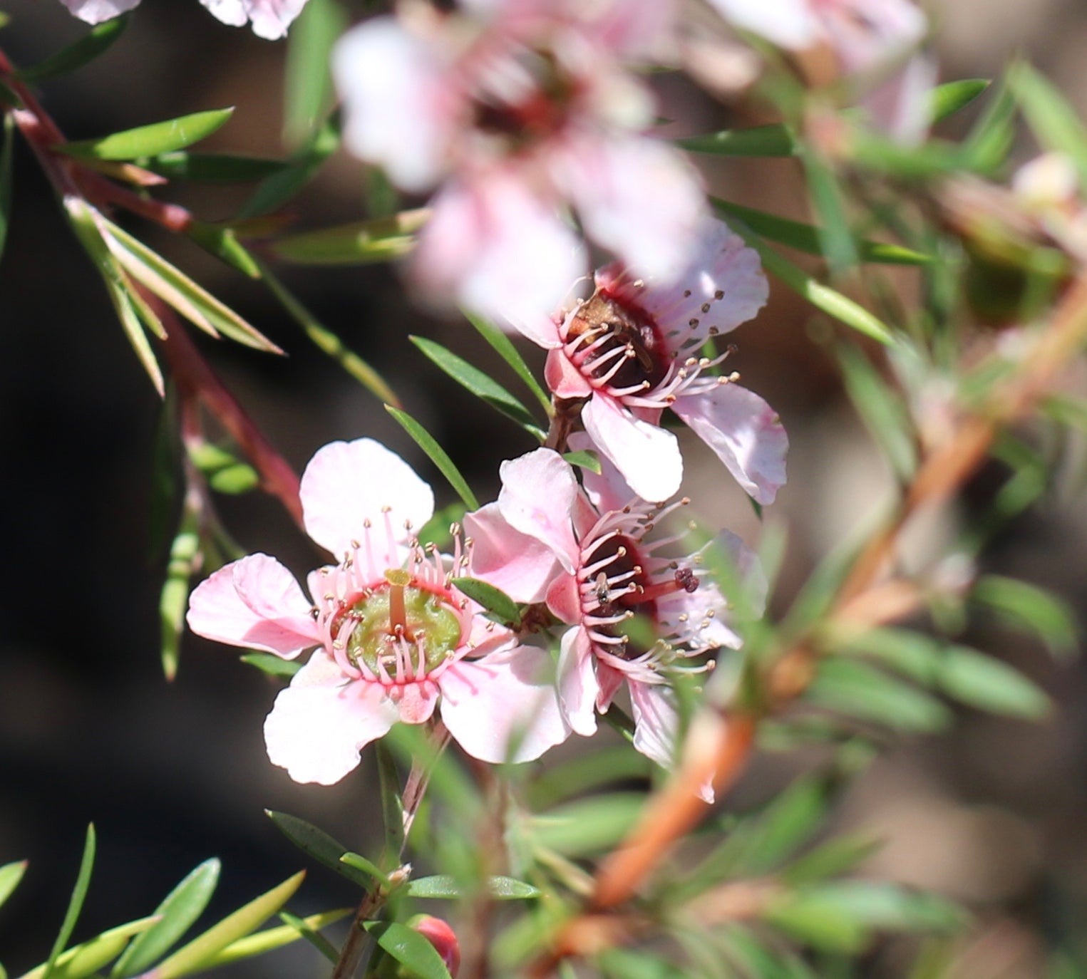 Leptospermum Cardwell Pink (Leptospermum flavescens)